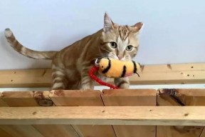 娱乐吃瓜酱小猫吵架,揭秘背后真相