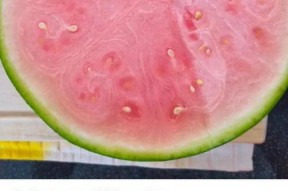 国外有吃瓜网吗,揭秘国外吃瓜网站的风采