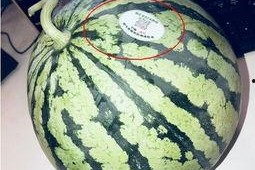 网红s弯吃瓜,揭秘娱乐圈背后的秘密与真相